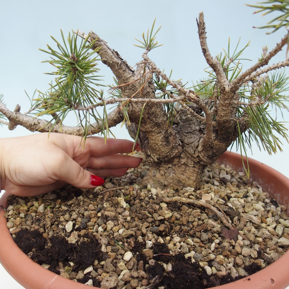 Yamadori - Pinus sylvestris Hiszpania