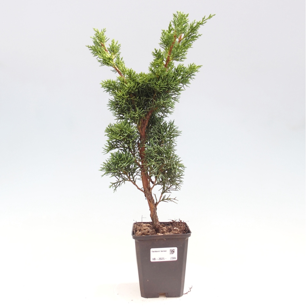 Outdoor bonsai - Juniperus chinensis Kishu - chiński jałowiec