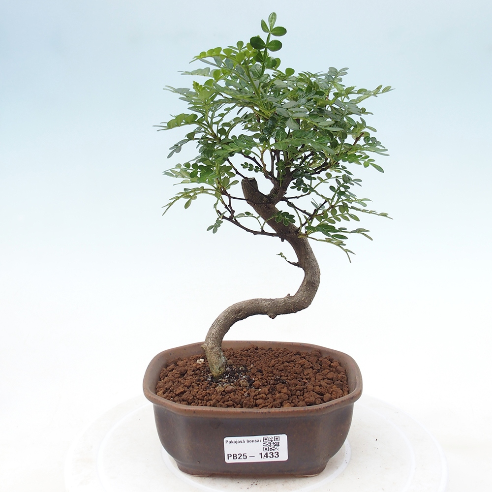 Kryty bonsai - Zantoxylum piperitum - Mięta pieprzowa