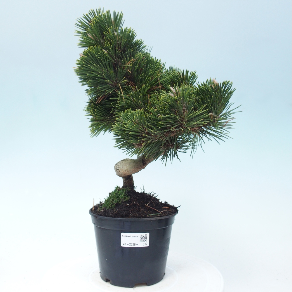 Outdoor bonsai - Pinus thunbergii senjyumaru - Sosna Thunberga
