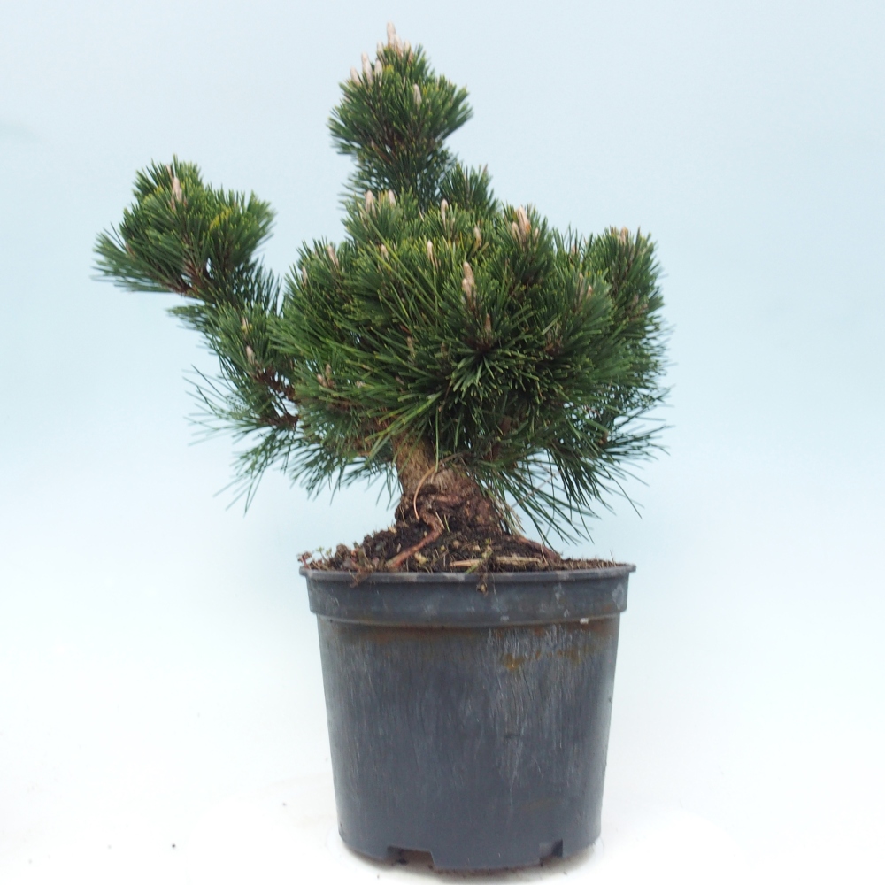 Outdoor bonsai - Pinus thunbergii senjyumaru - Sosna Thunberga