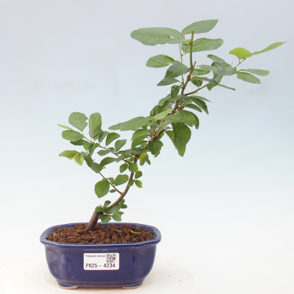 Indoor bonsai - Grewia occidentalis - Lawendowa rozgwiazda