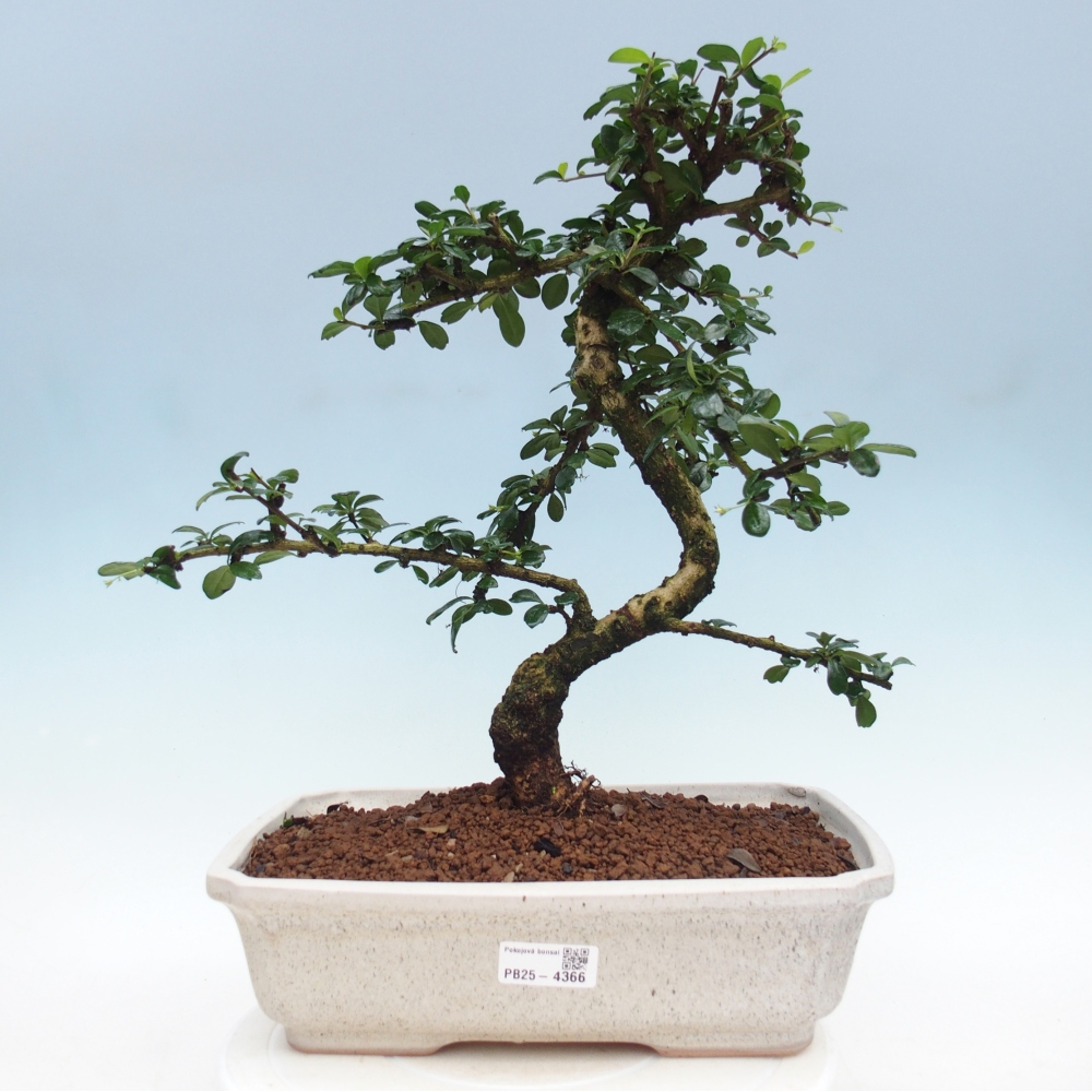 Bonsai pokojowe - Carmona macrophylla - Tea fuki