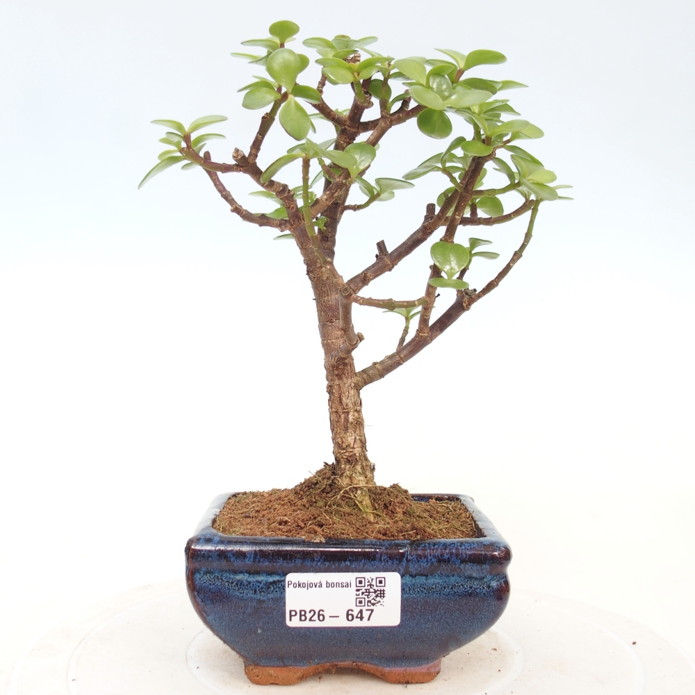 Pokój bonsai - Portulakaria Afra - Tlustice