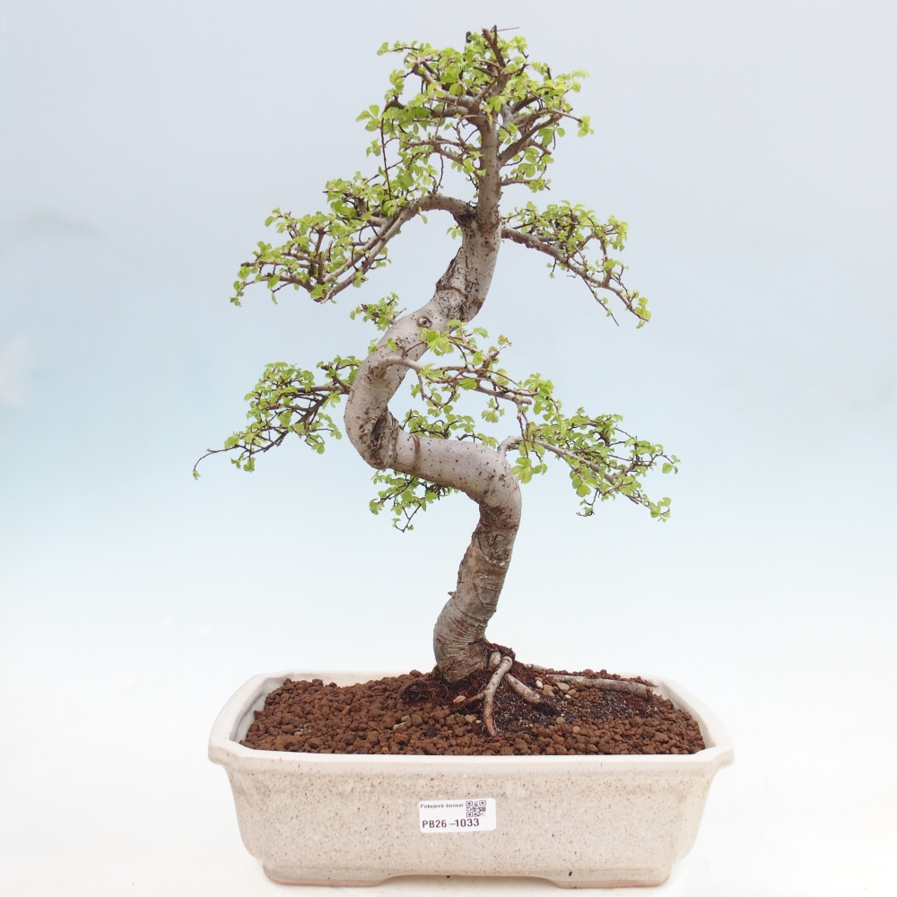 Pokój bonsai - Ulmus parvifolia - Wiąz drobnolistny
