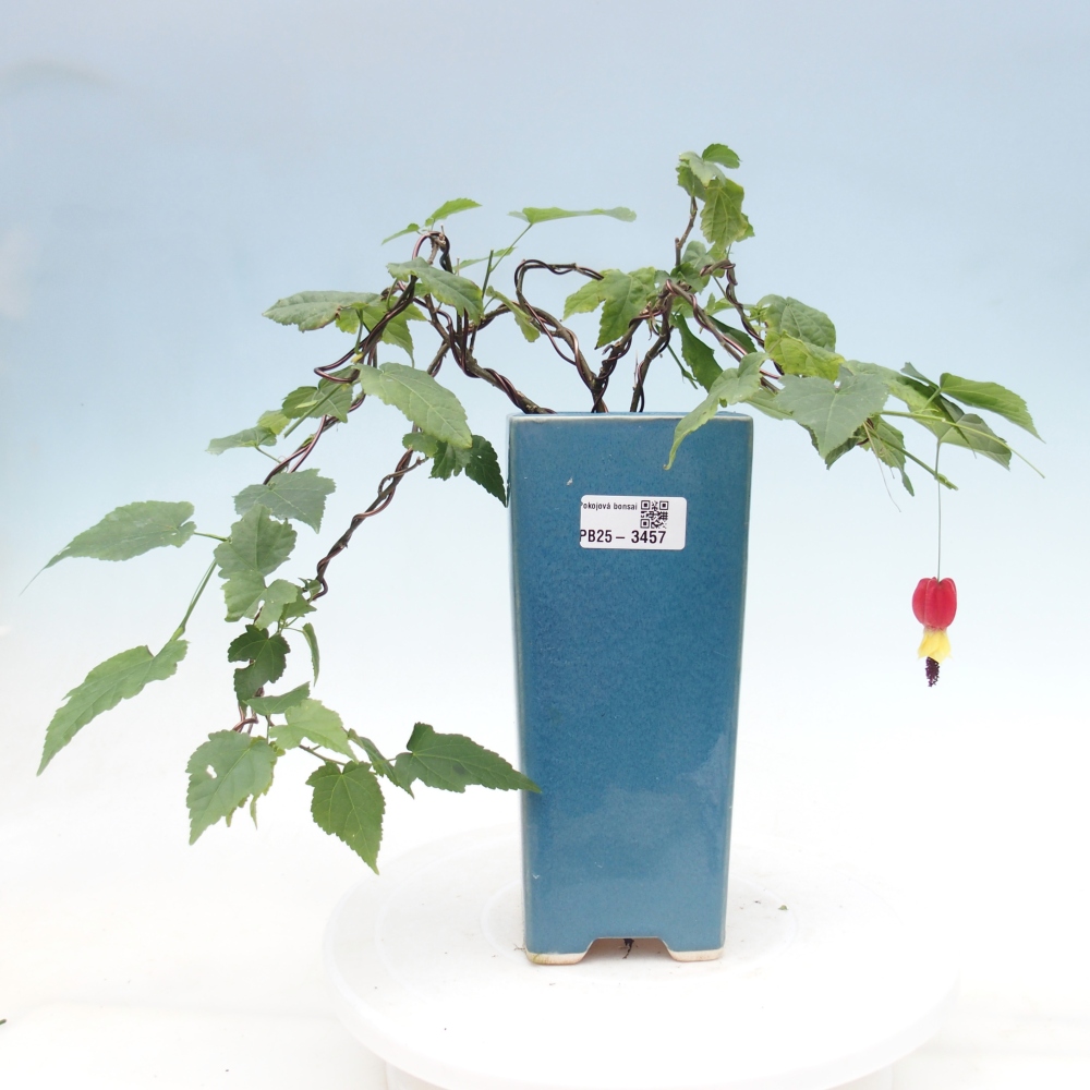 Bonsai domowe - Abutilon Big Bell - Cloudberry