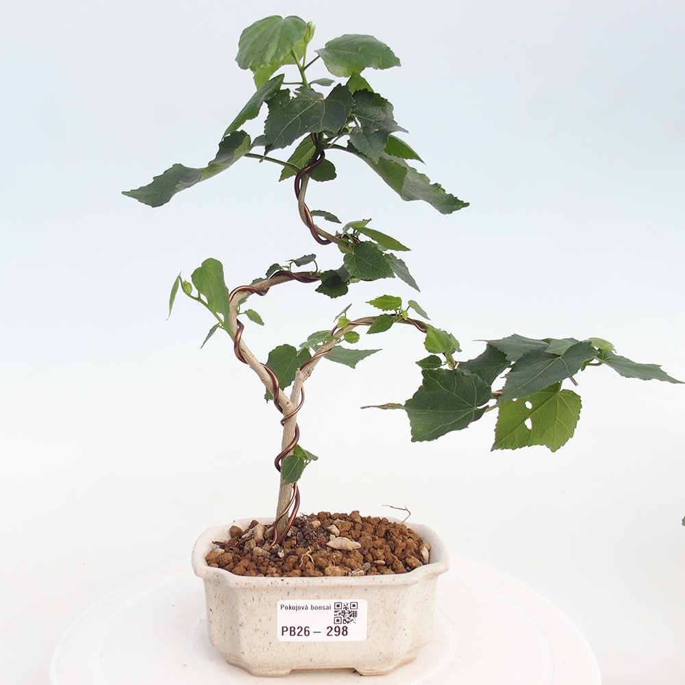 Bonsai domowe - Malvaviscus arboreus