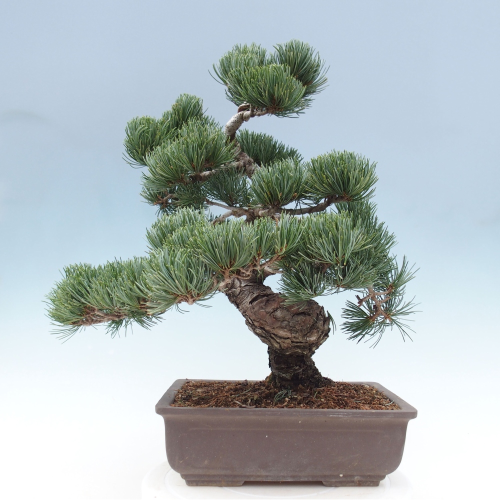 Outdoor bonsai - Pinus parviflora - Mała sosna