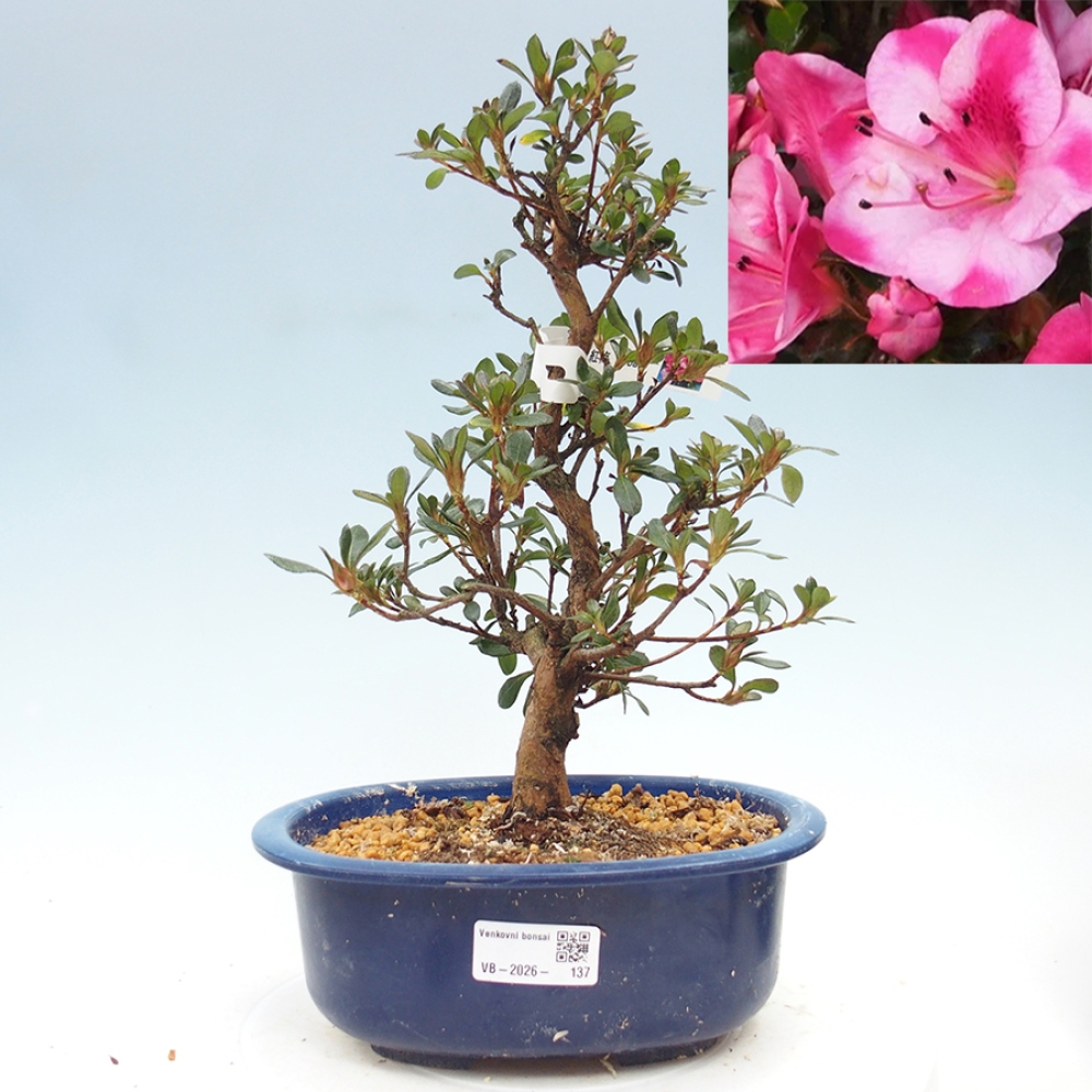 Bonsai zewnętrzne - Azalia japońska - Azalia Kobai