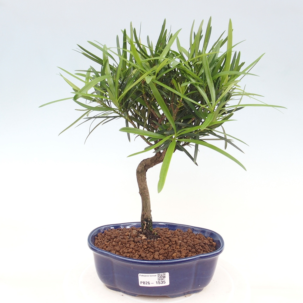 Pokój bonsai - Podocarpus - Kamienny cis