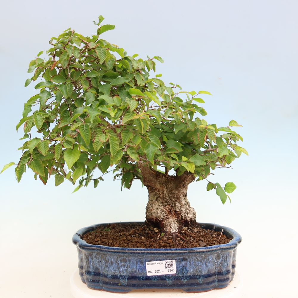 Outdoor bonsai - Carpinus coreana - grab koreański