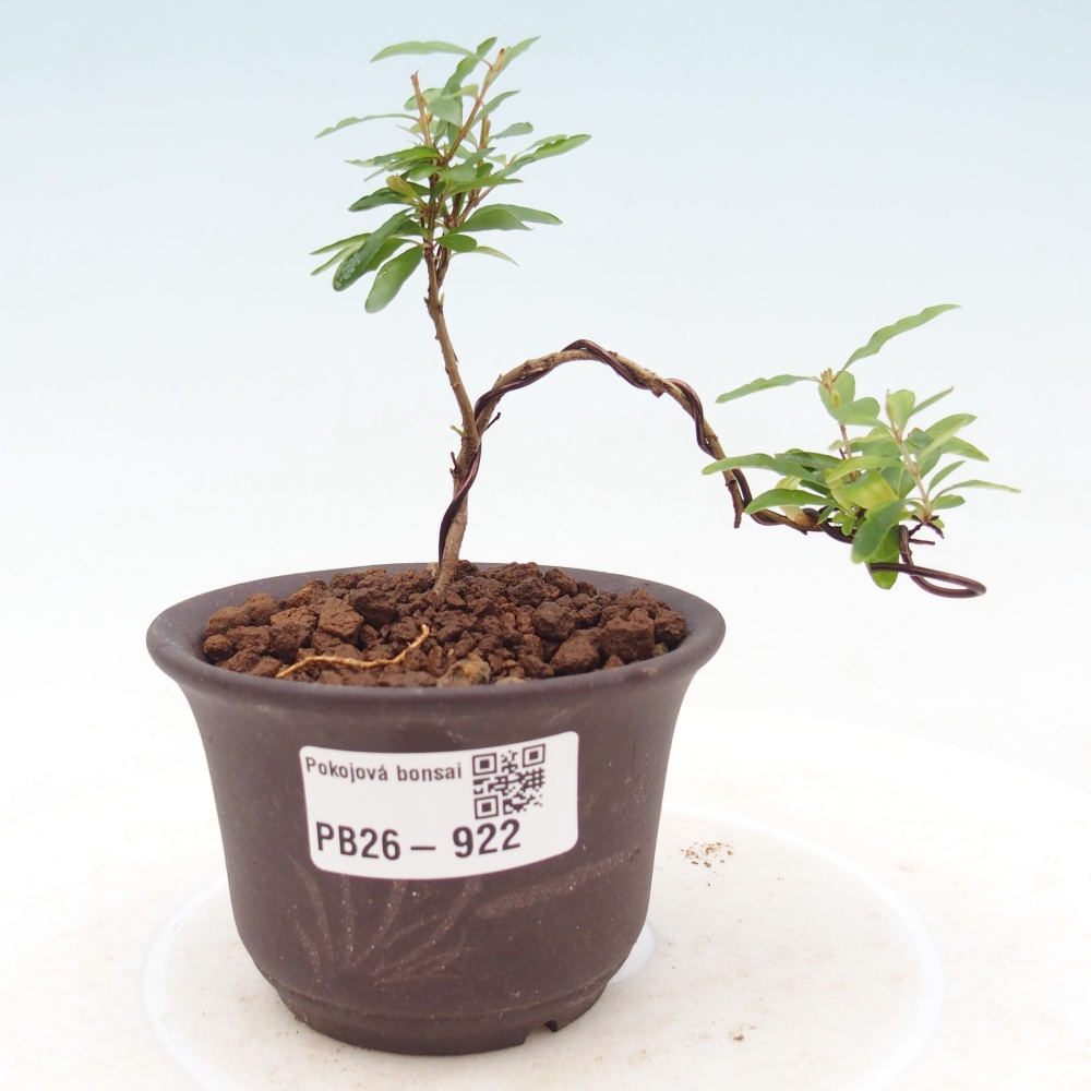 Pokój bonsai - PUNICA granatum nana - jabłko granatu