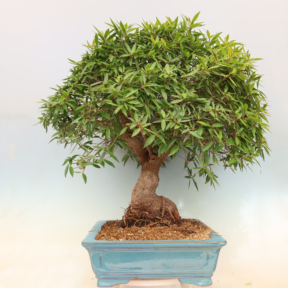 Pokój bonsai - Ficus nerifolia - figowiec drobnolistny