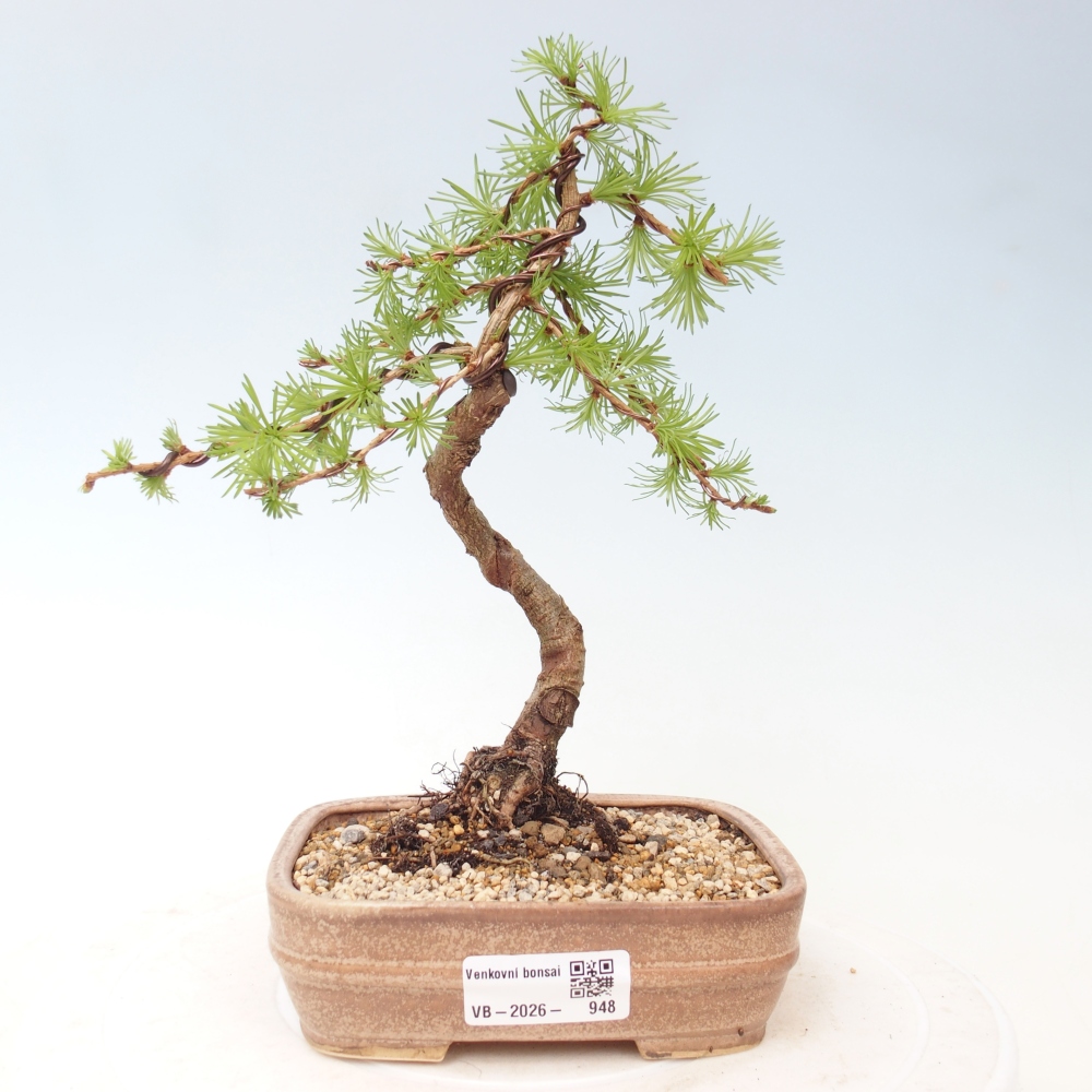 Outdoor bonsai - Larix Kaempferi - Modrzew japoński