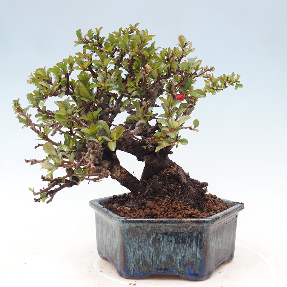 Bonsai zewnętrzne - Chaneomeles speciosa - Pigwa