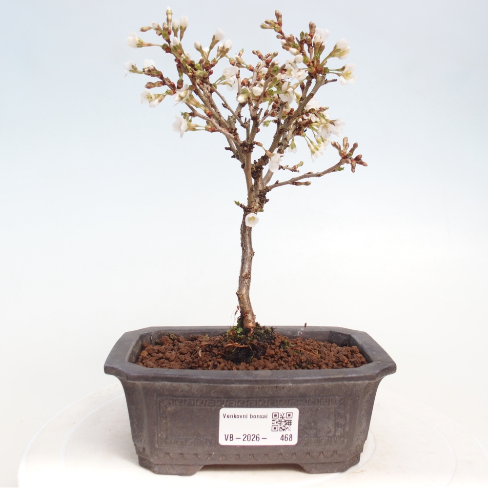 Outdoor bonsai - Prunus incisa Kojou-no mai-Plivon wycięty