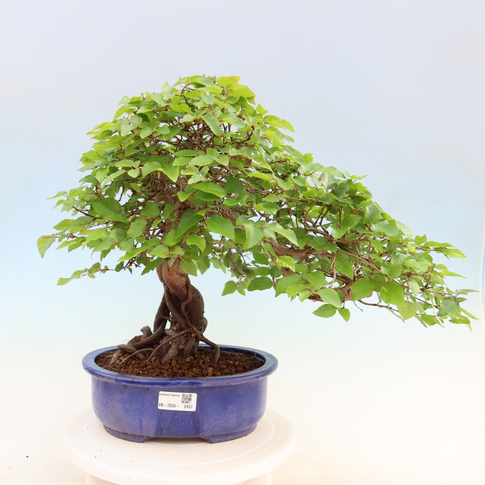 Outdoor bonsai - Carpinus coreana - grab koreański