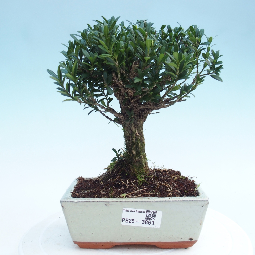 Pokój bonsai - Buxus harlandii - buxus korkowy