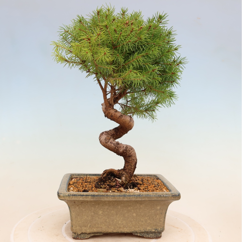 Outdoor bonsai - Świerk pospolity - Picea glauca globe