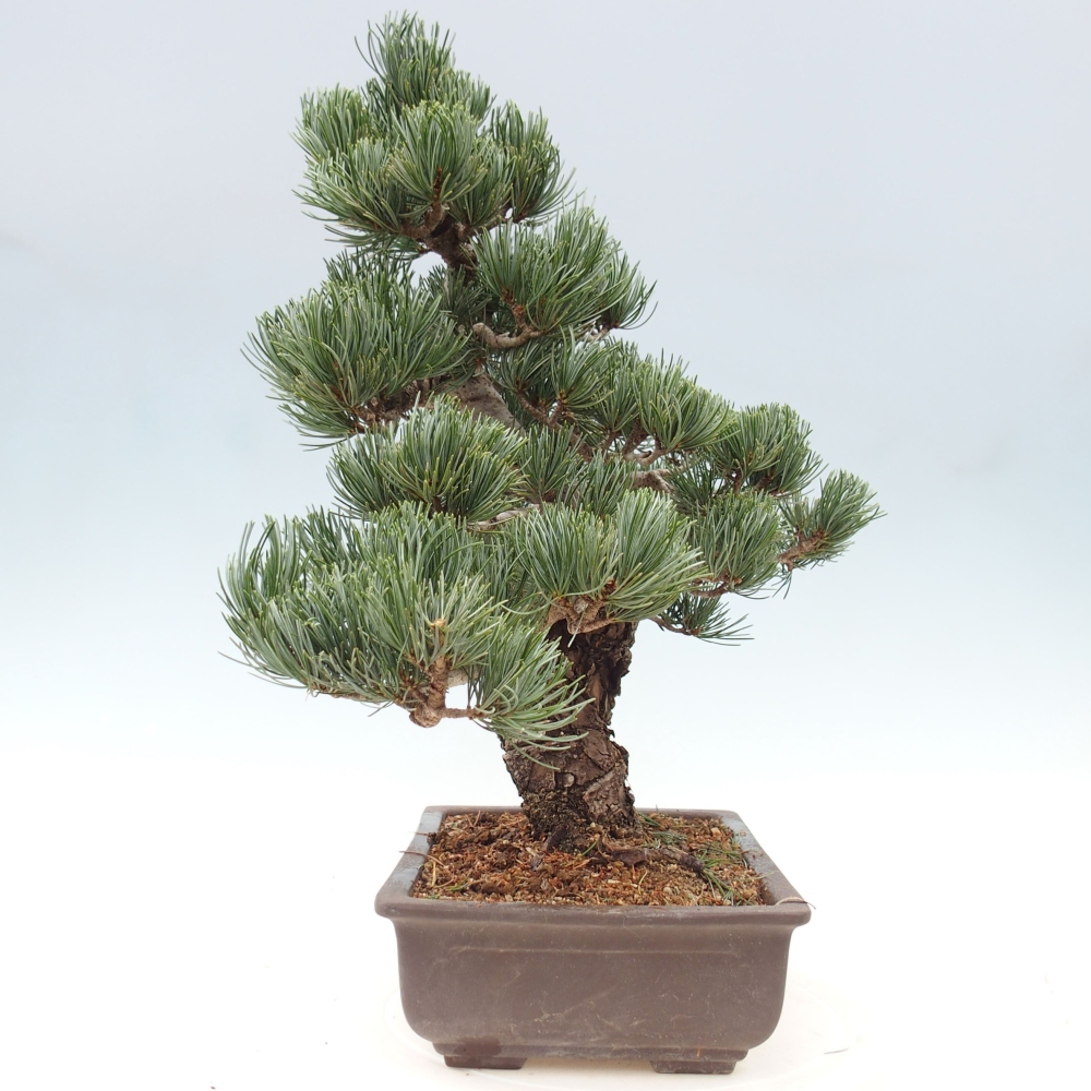 Outdoor bonsai - Pinus parviflora - Mała sosna