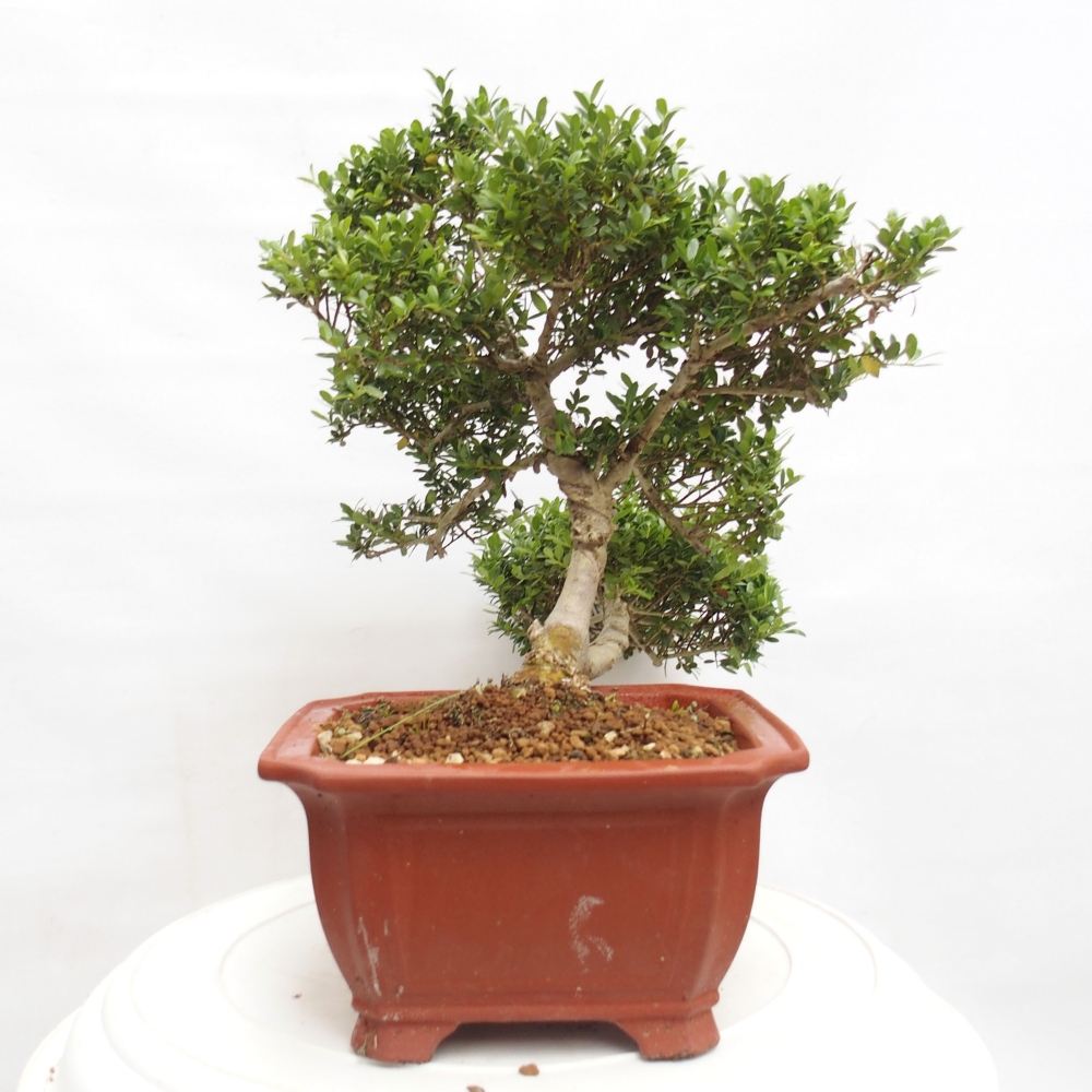 Kryty bonsai - Ilex crenata - Holly