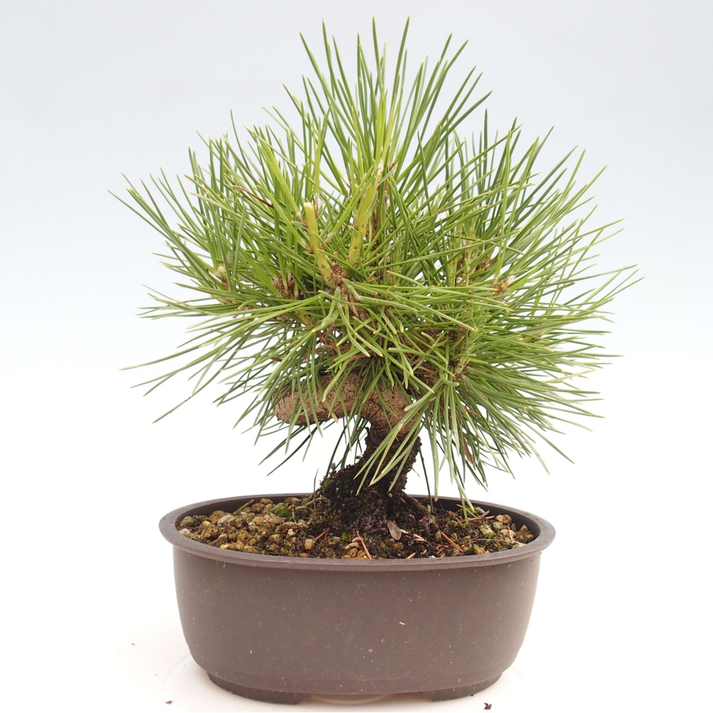 Bonsai ogrodowe - Pinus thunbergii - Sosna Thunbergia