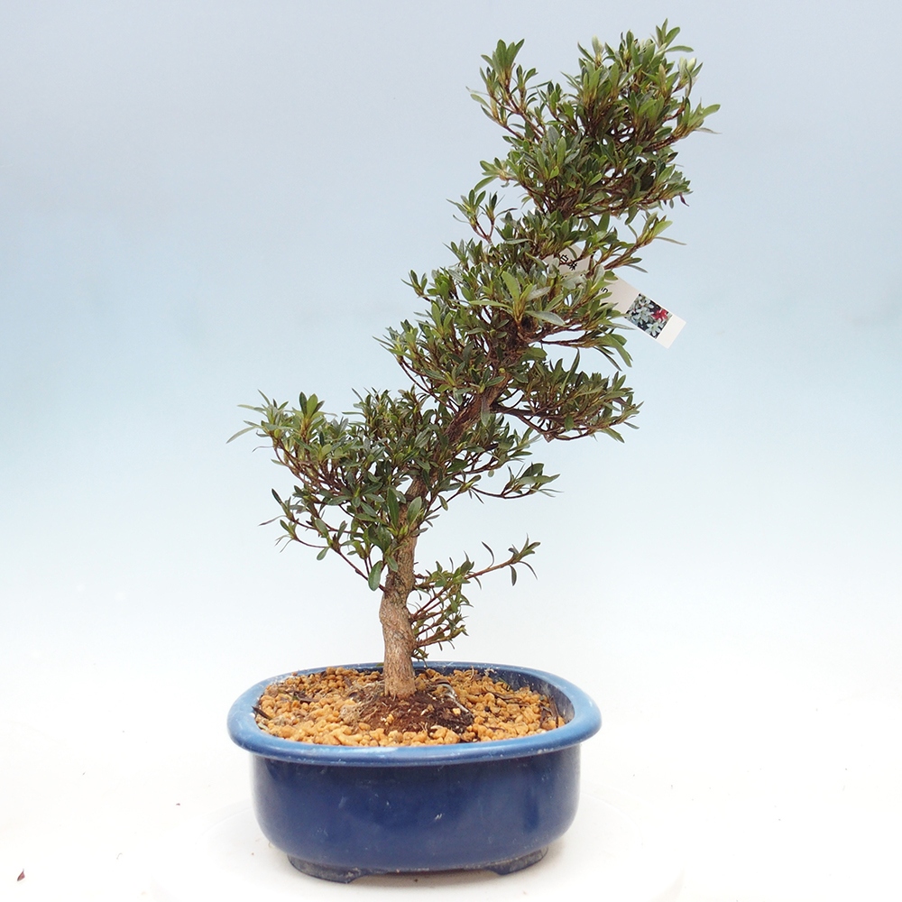 Bonsai zewnętrzne - Azalia japońska - Azalia Hakurin