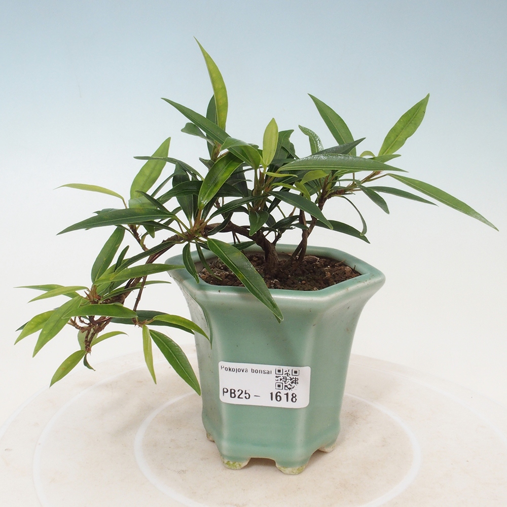 Bonsai wewnętrzne - Ficus nerifolia - figowiec drobnolistny
