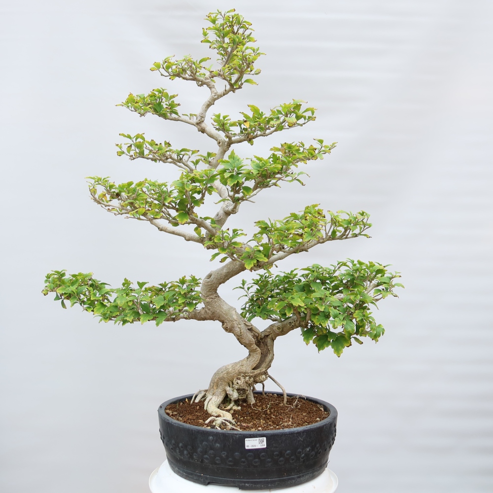 Bonsai ogrodowe – Hibiscus syriacus – hibiskus syryjski