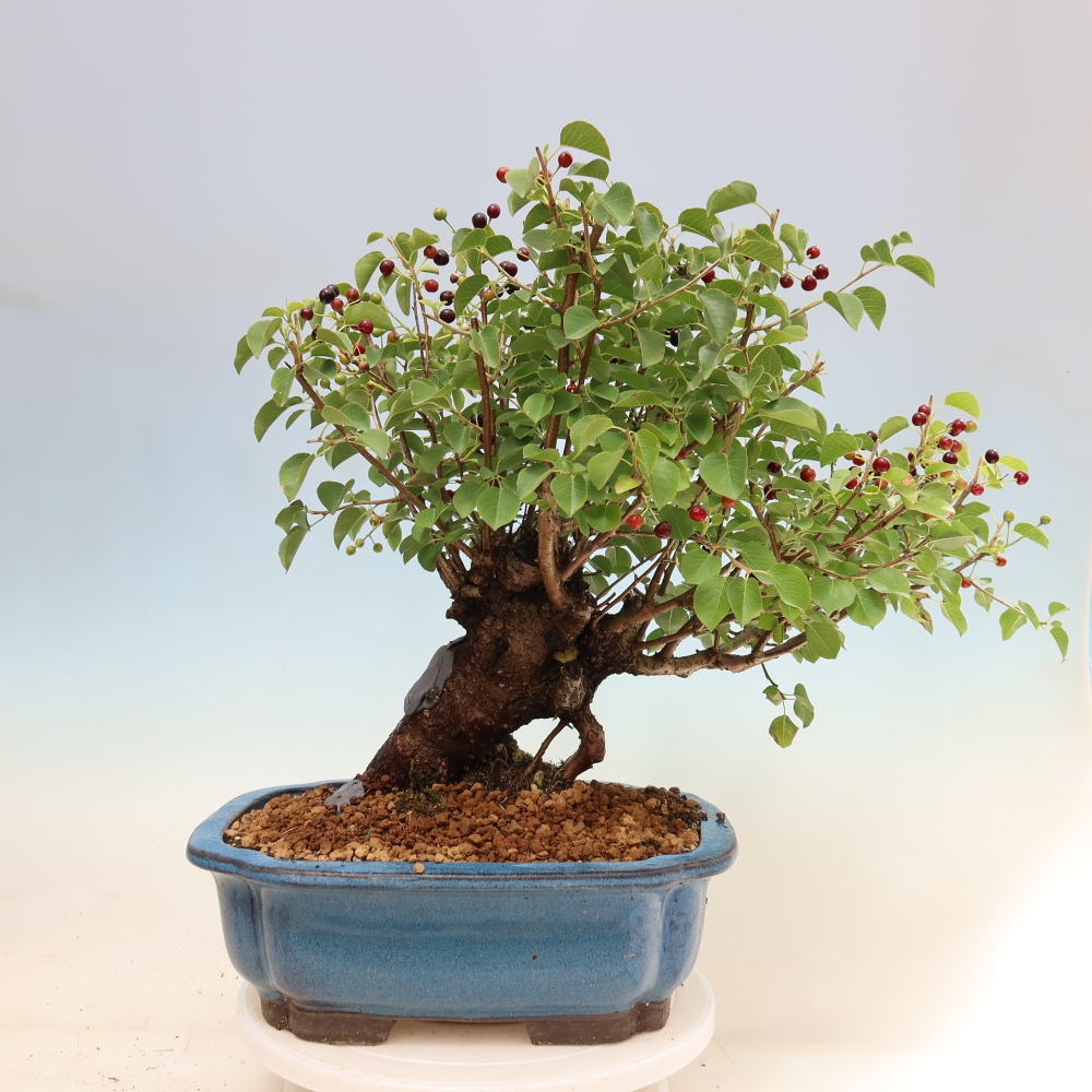 Bonsai ogrodowe – Mahalebka – Prunus mahaleb