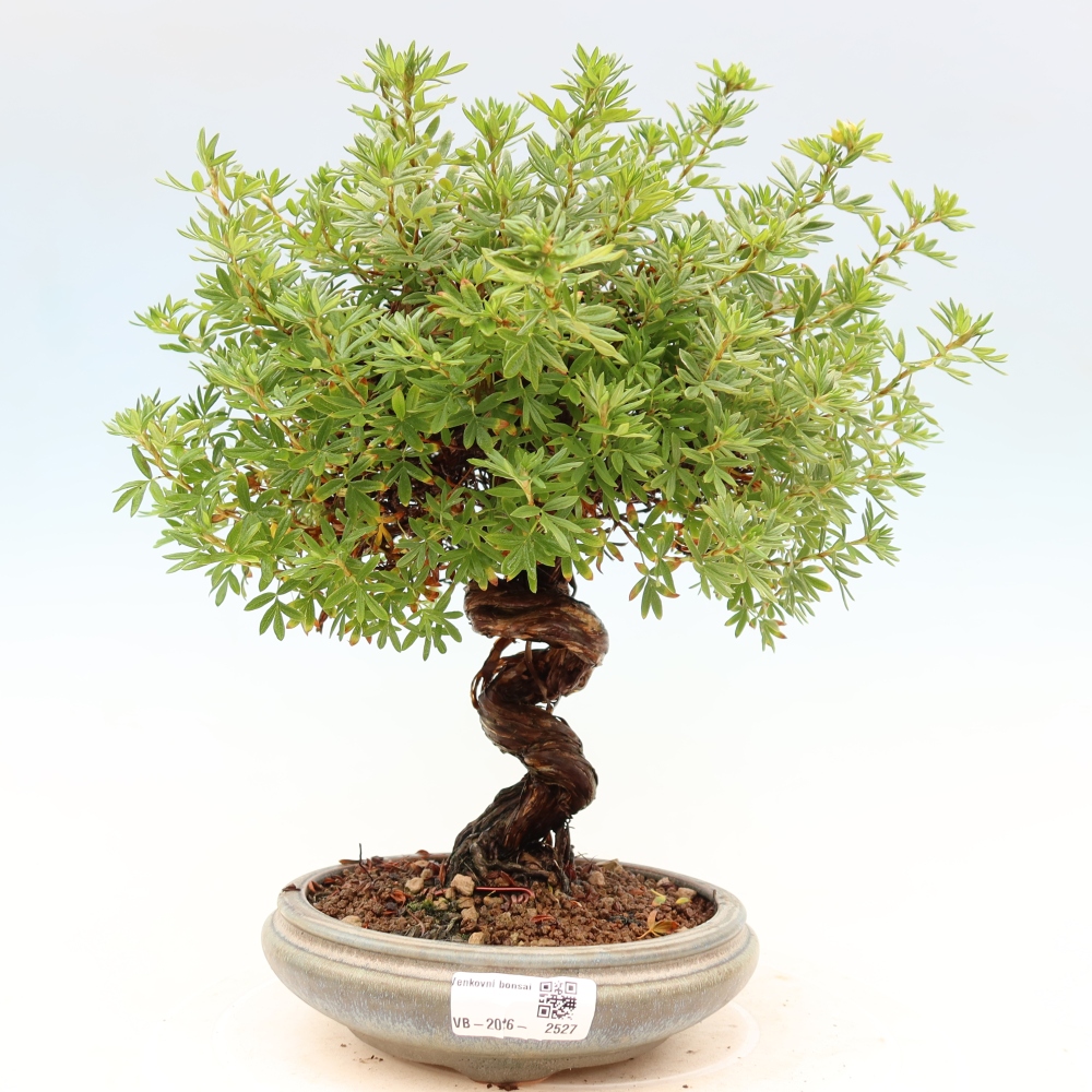 Bonsai zewnętrzne - Potentila fruticosa