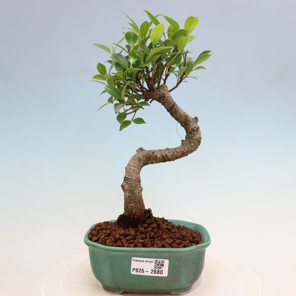 Pokój bonsai - Ficus kimmen - figowiec drobnolistny