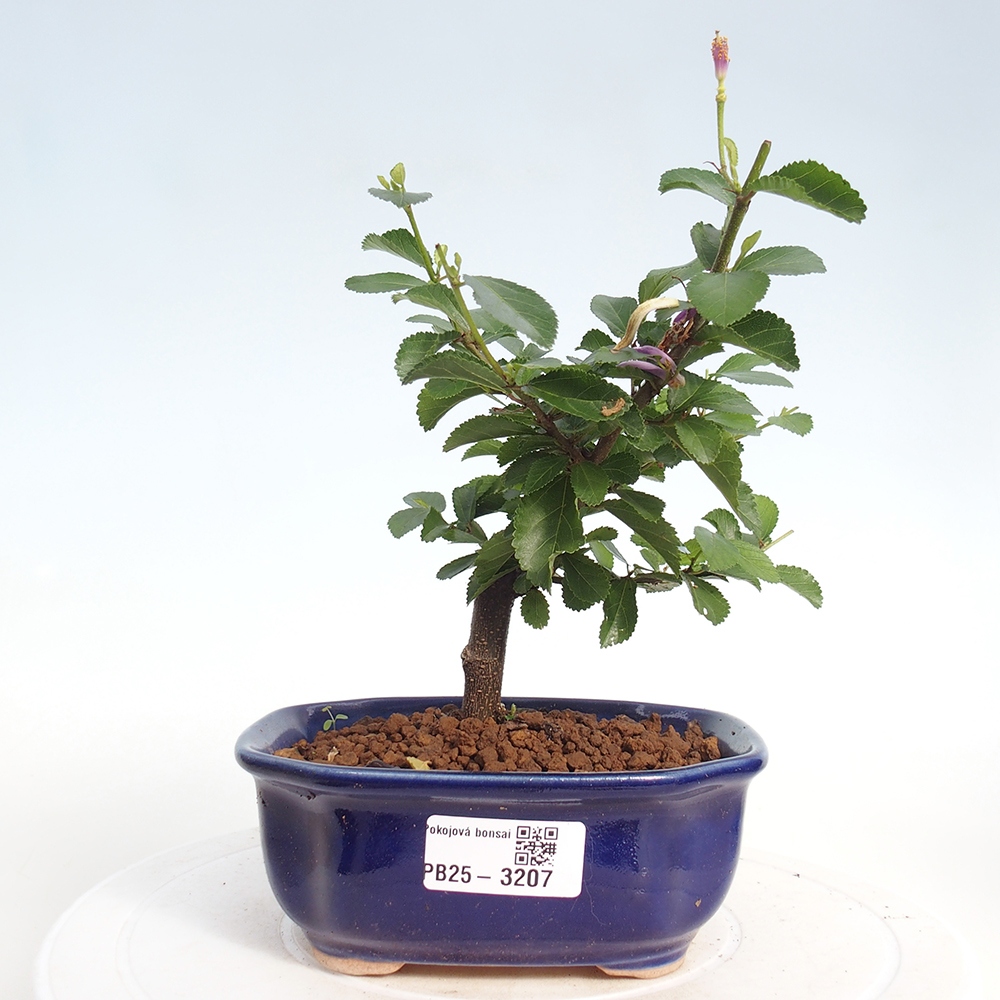 Kryty bonsai - Grewia occidentalis - Lawendowa gwiazda