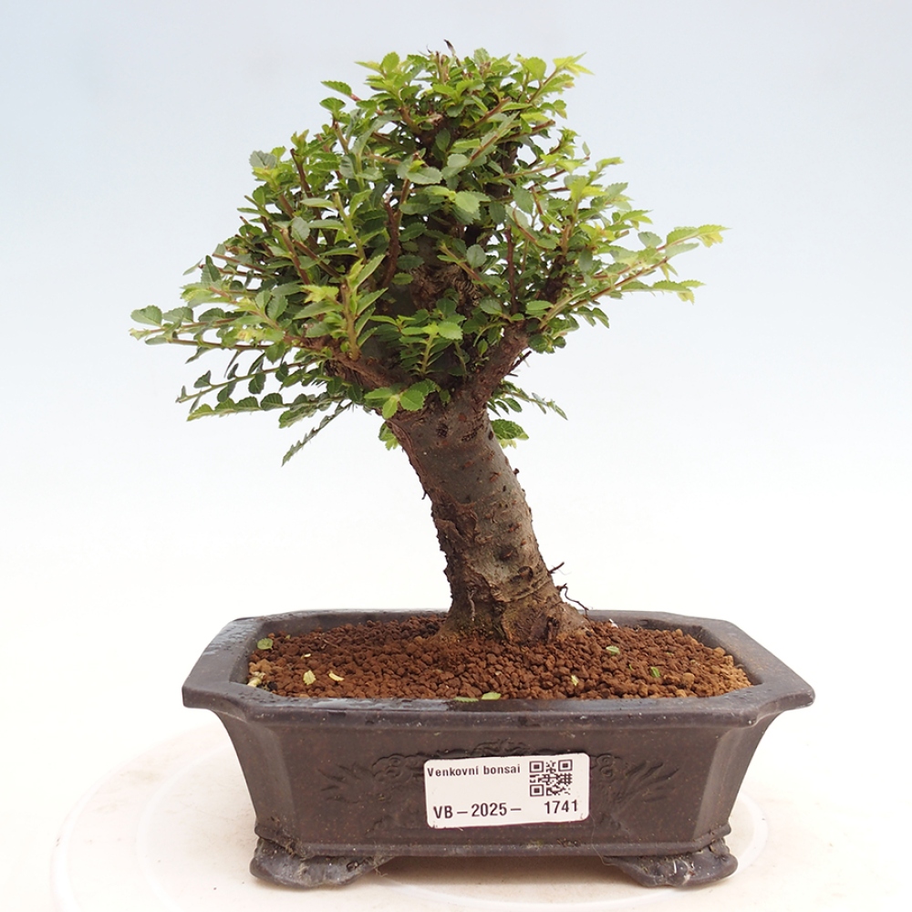 Bonsai zewnętrzne - Ulmus parvifolia Hokkaido - wiąz chiński
