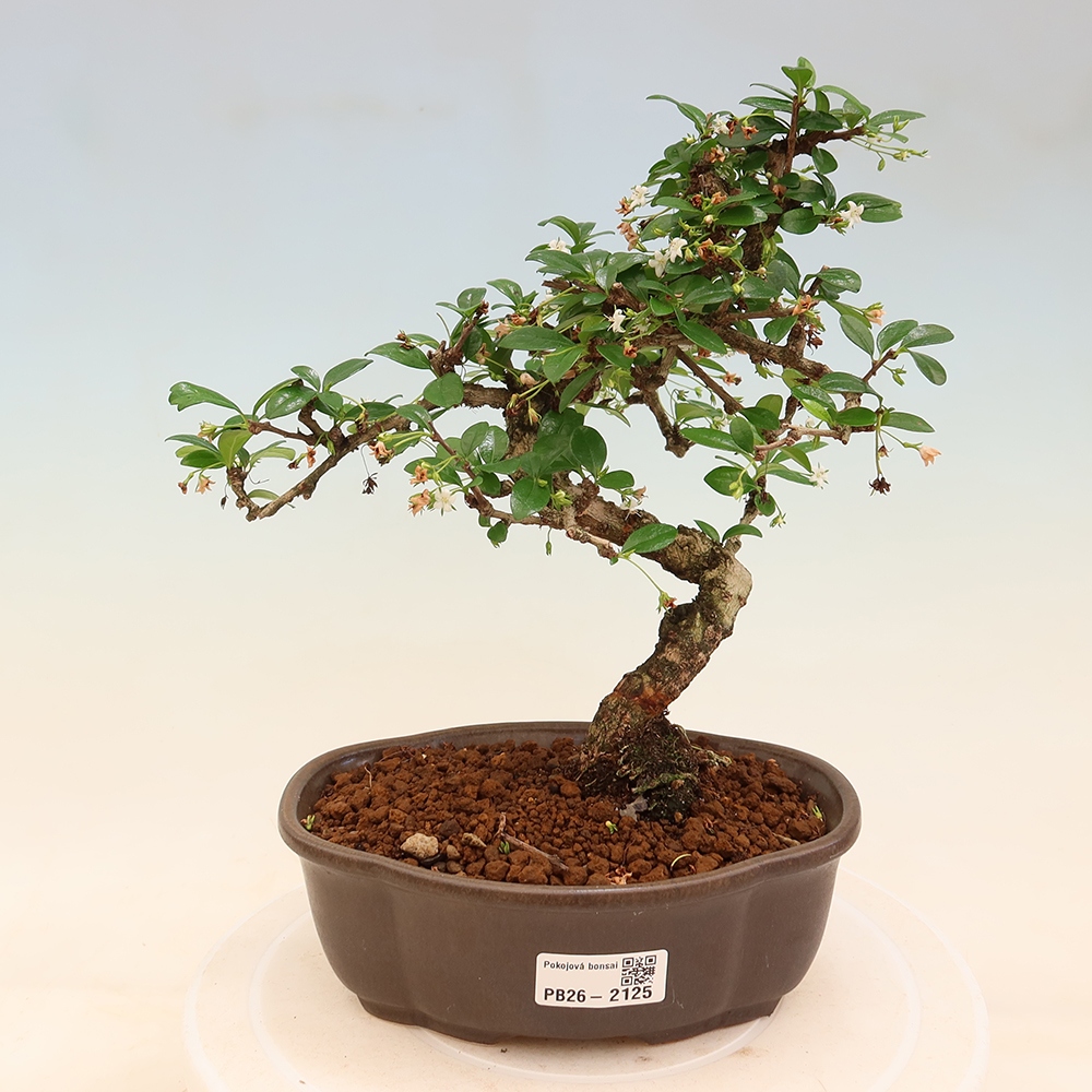 Bonsai pokojowe - Carmona macrophylla - Tea fuki