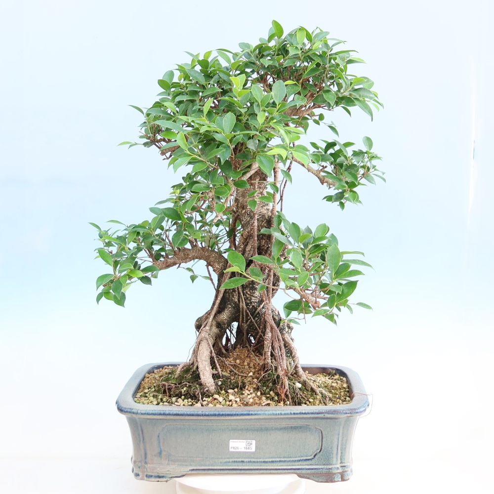 Pokój bonsai - Ficus kimmen - figowiec drobnolistny