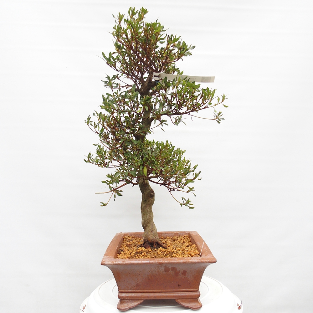 Bonsai zewnętrzne - Azalia japońska - Azalia CHIHIRO