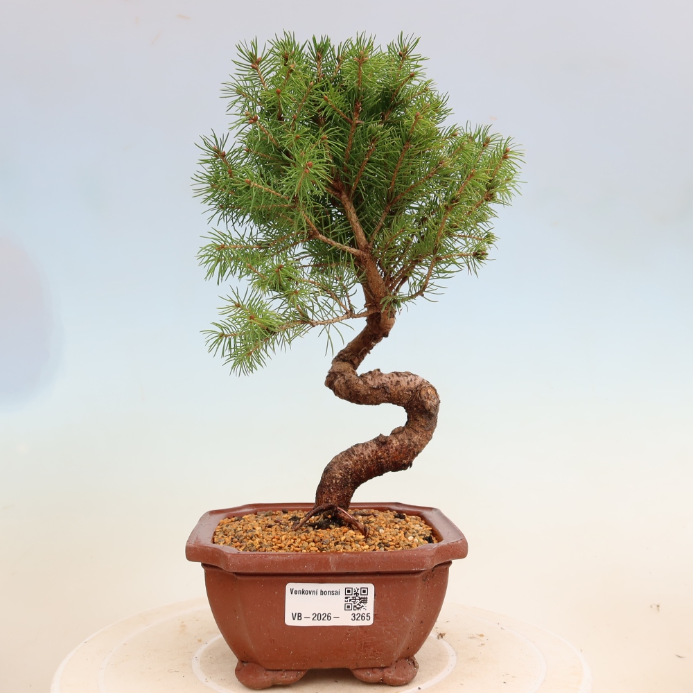 Outdoor bonsai - Świerk pospolity - Picea glauca globe