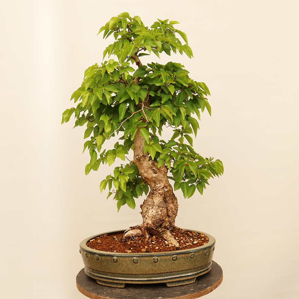 Bonsai plenerowe - Carpinus Coreana - grab koreański