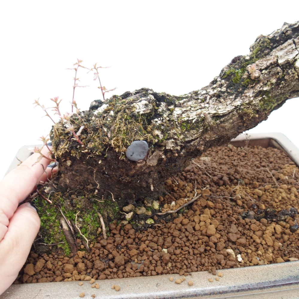 Yamadori - Quercus Ilex - Dąb ostrokrzewowy