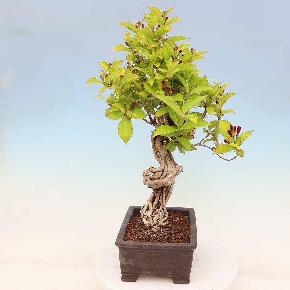 Bonsai ogrodowe – Weigela subsessilis – Weigela koreańska