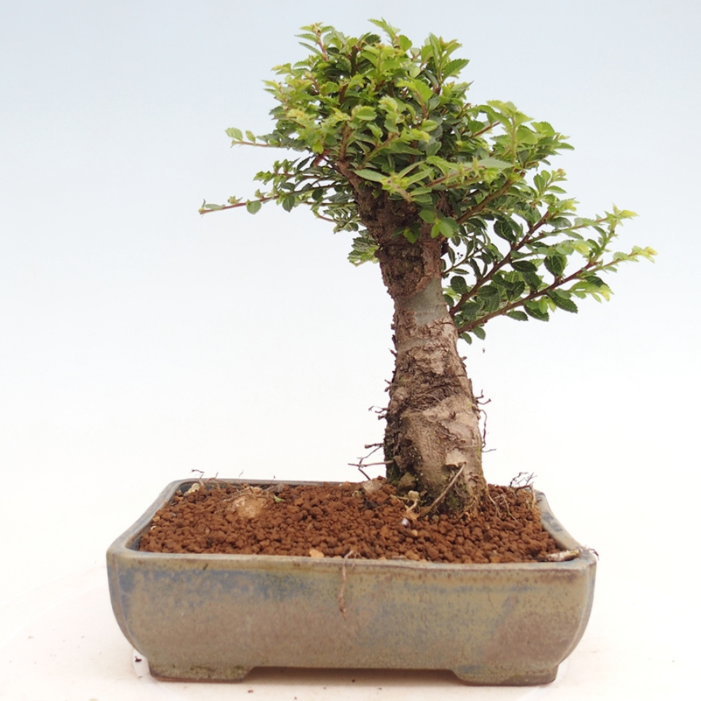 Bonsai zewnętrzne - Ulmus parvifolia Hokkaido - wiąz chiński