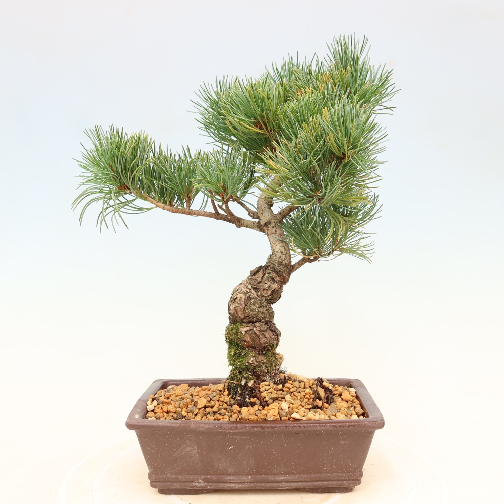 Outdoor bonsai - Pinus parviflora - Pinus parviflora