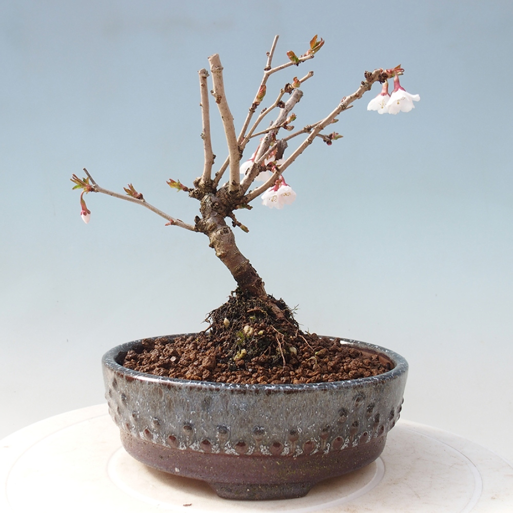 Bonsai zewnętrzne - Prunus incisa Kojou-no mai-cięcie śliwki