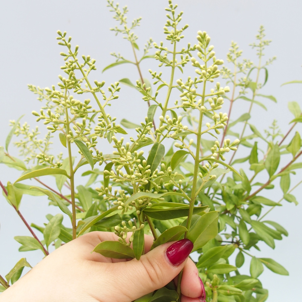 Outdoor bonsai - Ligustrum  - Widok z lotu ptaka