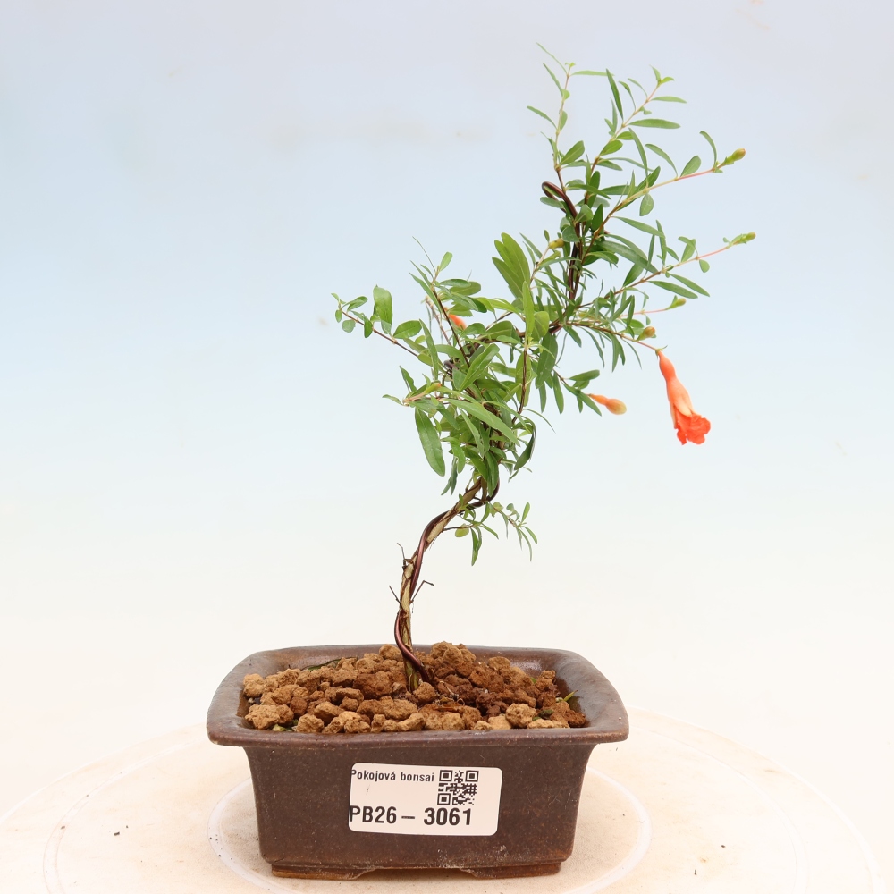 Pokój bonsai - PUNICA granatum nana - jabłko granatu