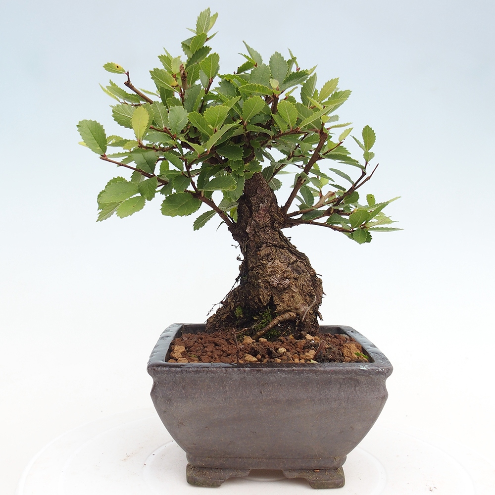 Bonsai zewnętrzne - Zelkova - Zelkova NIRE