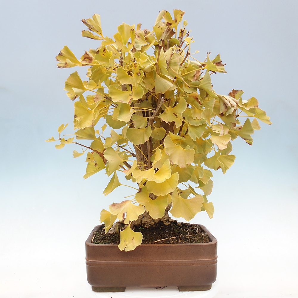 Outdoor bonsai - Ginkgo biloba