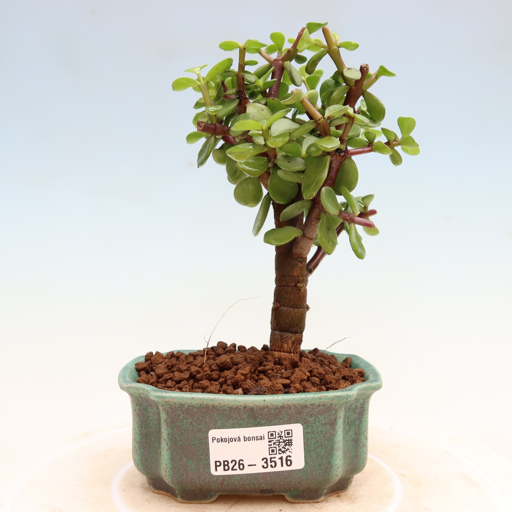 Pokój bonsai - Portulakaria Afra - Tlustice