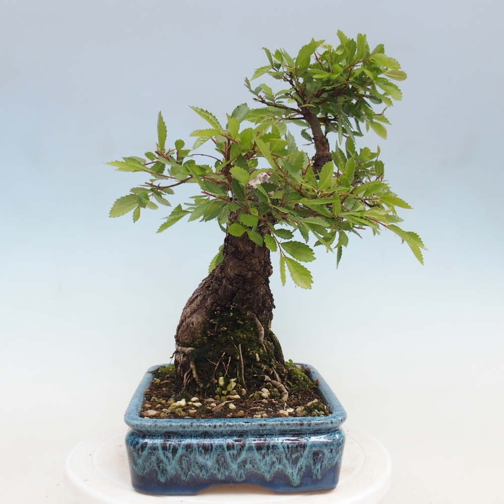 Bonsai zewnętrzne - Zelkova - Zelkova NIRE
